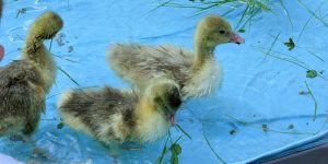 ducklings_greenlands_landscape