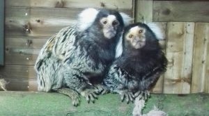 marmoset_williamsonpark