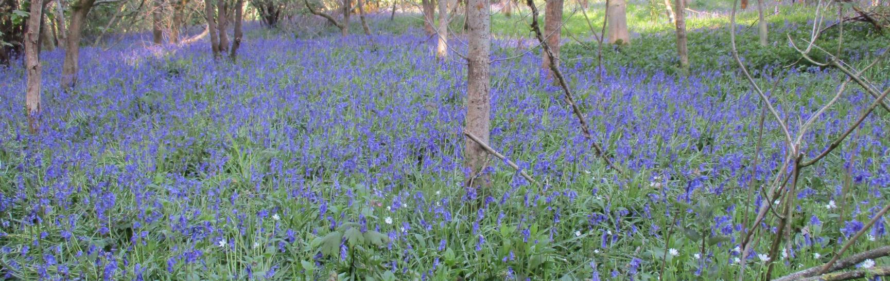 01 26 Apr Aughton Wood Bluebells Full