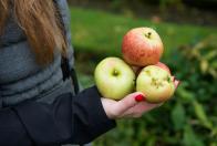 Apple Day Credit Lauren Hall Photo And Video 3 