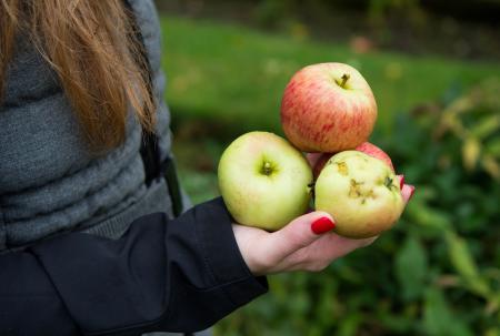 Apple Day Credit Lauren Hall Photo And Video 3 