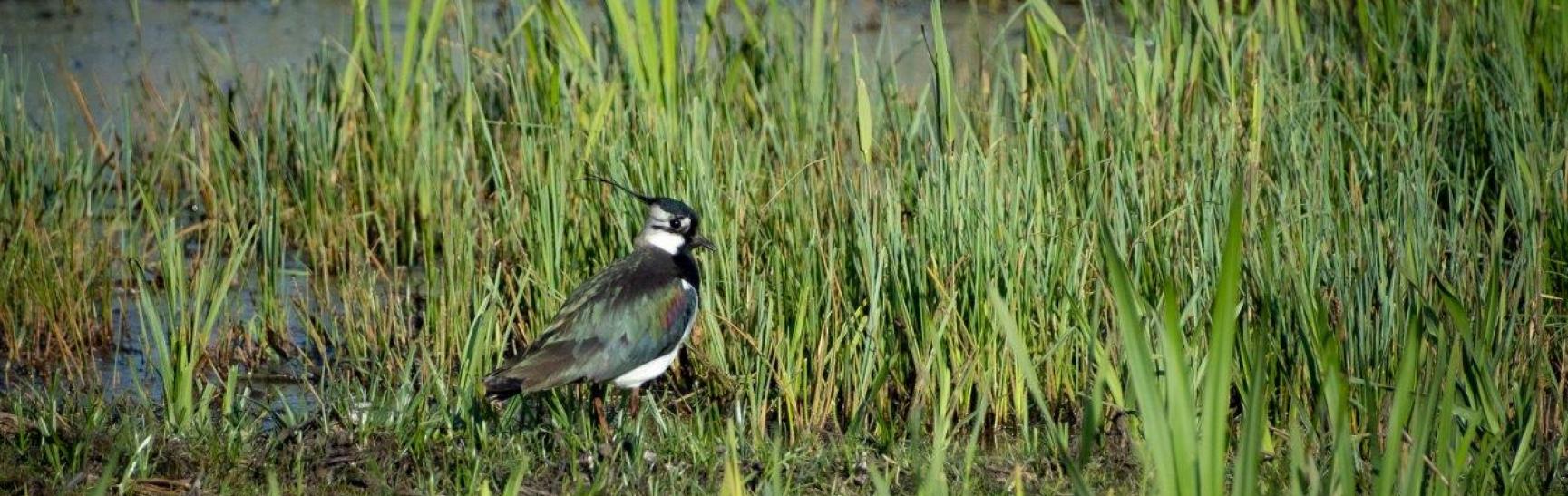 Leighton Moss by Diana Jarvis