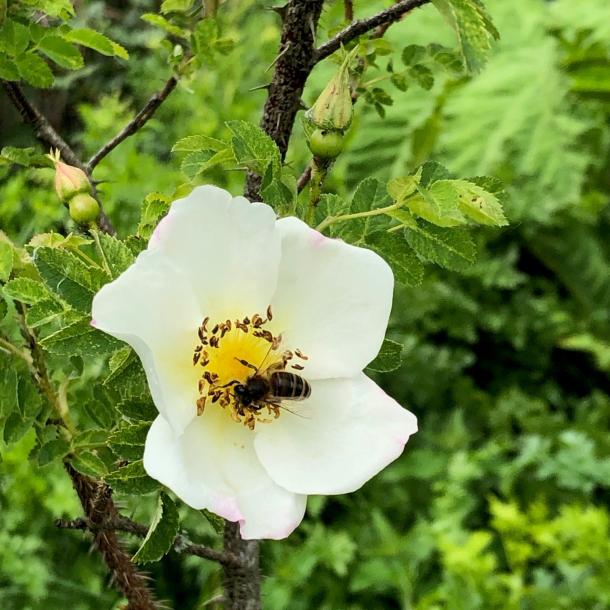 Bee