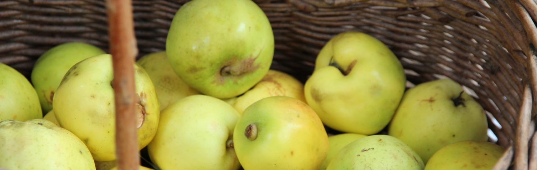 Lancaster's Harvest Market