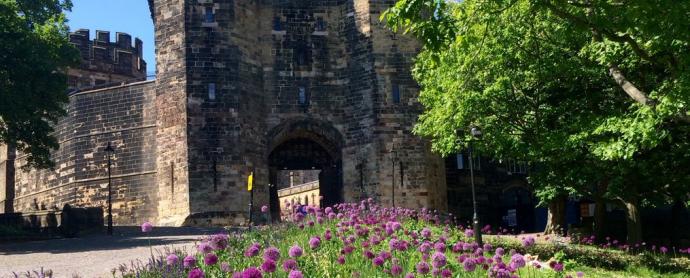 Aliums outside Lancaster Castle