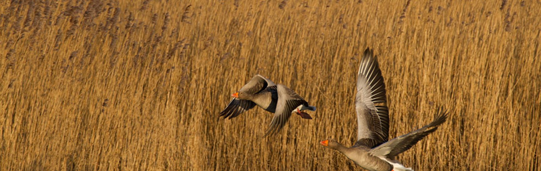 Greylag Geese
