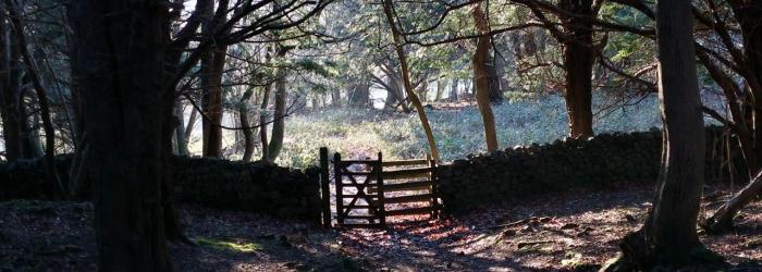 Winter Walks in Arnside by Steve Pipe