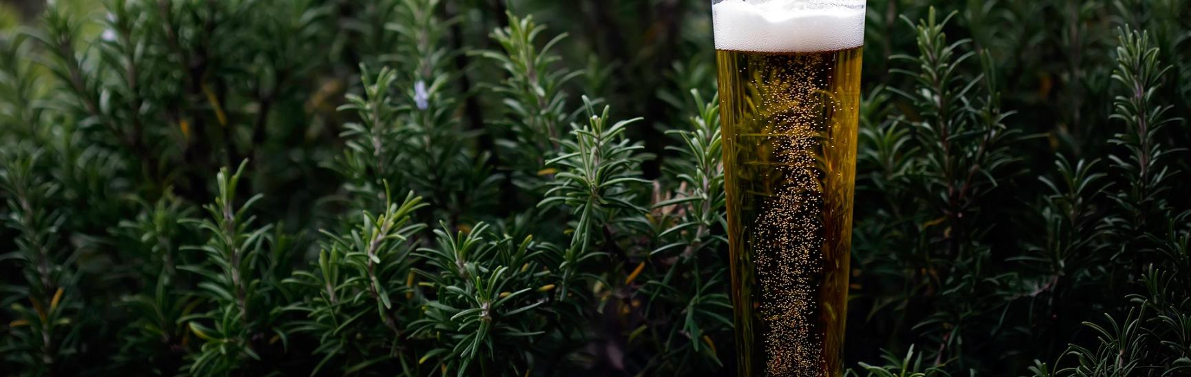 Alcohol Beer Beverage 995686