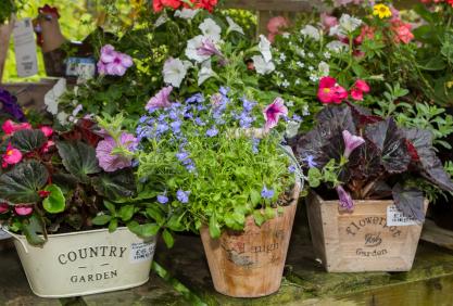 Plants, gardening supplies and gifts at Bay View Garden Centre