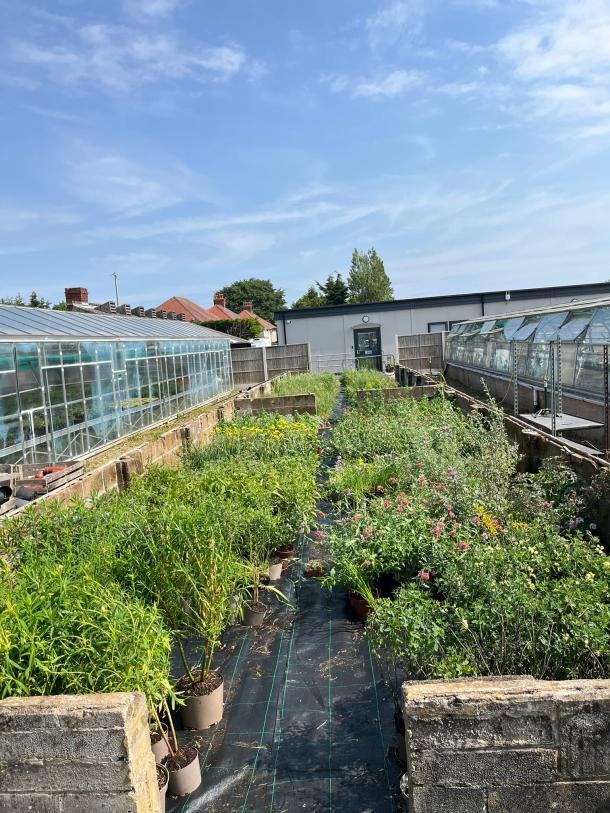 Plants from the award-winning RHS Chelsea Bring Me Sunshine Garden