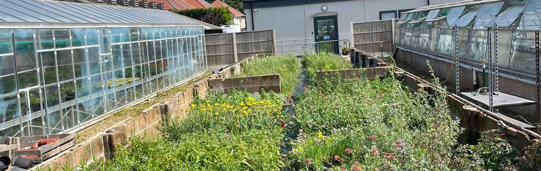 Plants from the award-winning RHS Chelsea Bring Me Sunshine Garden
