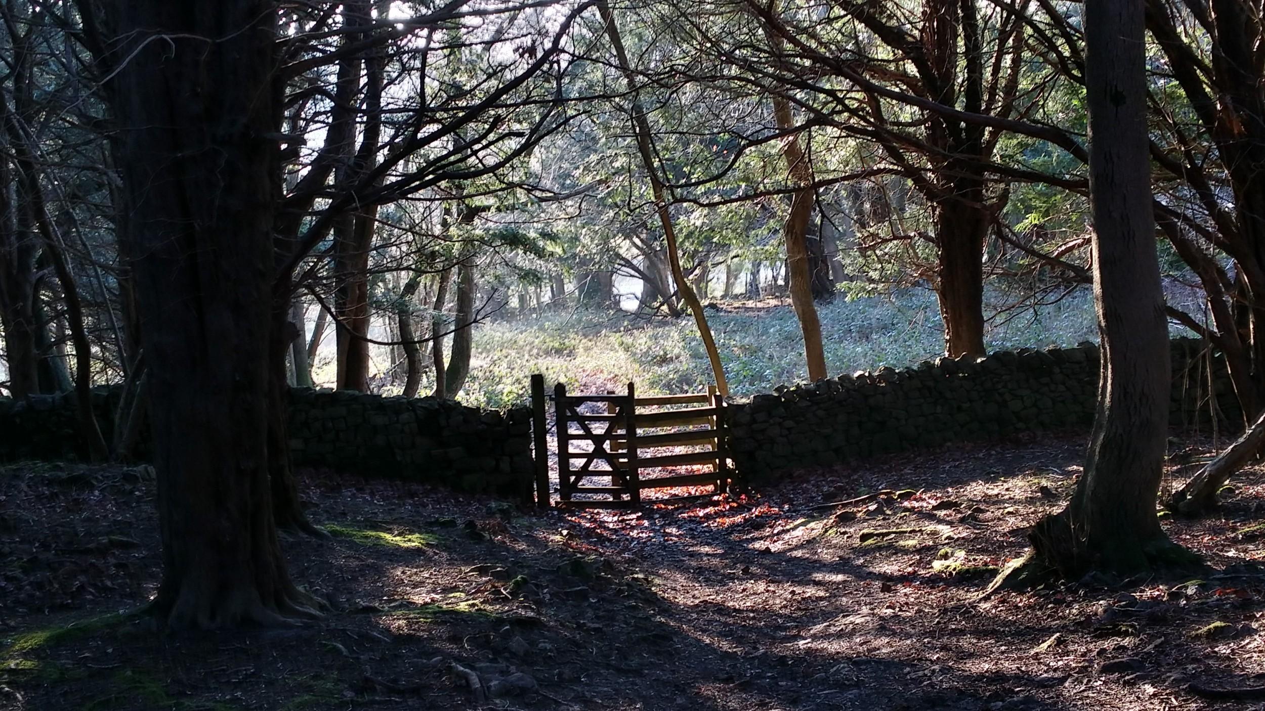 Winter Woodland Walk Arnside