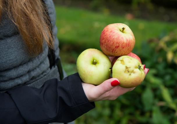 Apple Day Credit Lauren Hall Photo And Video 3 