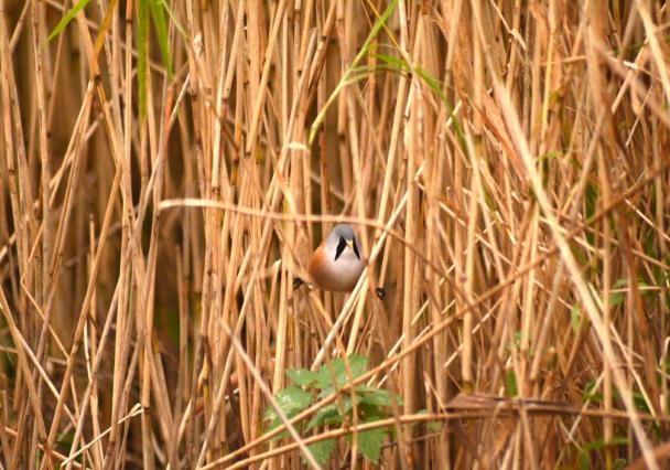 Leighton Moss Darren Andrews 2 