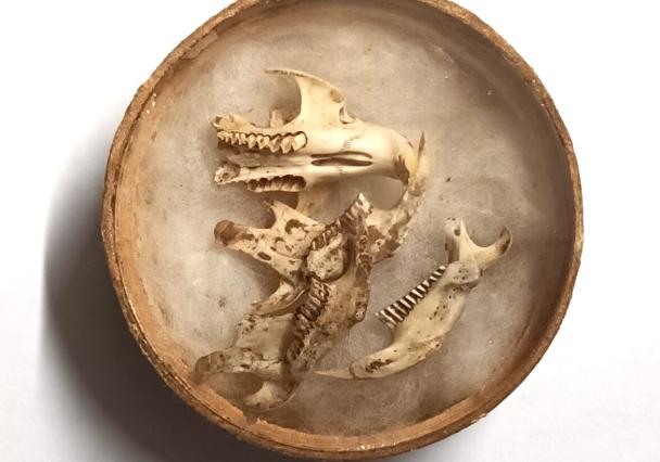 Dog Holes Lemming Bones Cropped