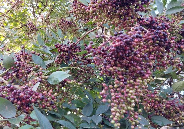 Elderberry Forage Making Workshop