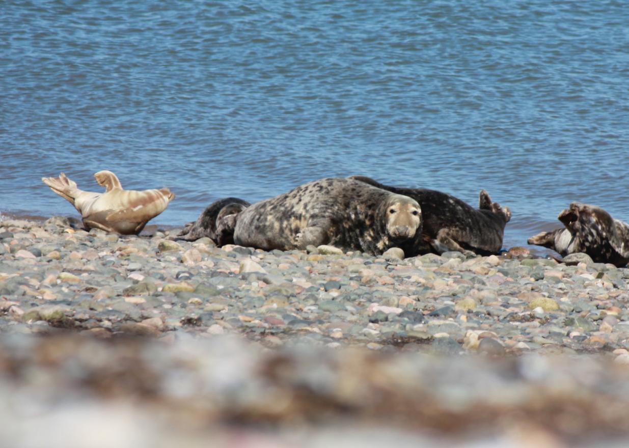 Grey Seal