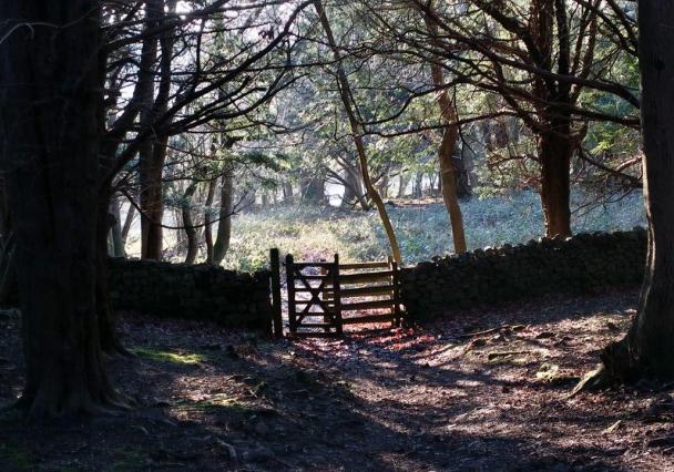 Winter Woodland Walk Arnside