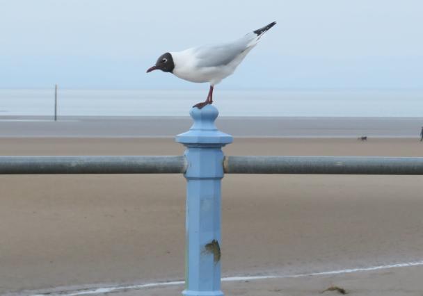 Bird2 Scaled